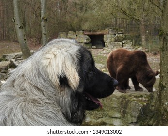 Big Brown Bear Sarplaninac Dog Illyrian Stock Photo Edit Now