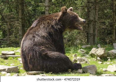 Big Brown Bear Is Sitting
