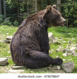 Big Brown Bear Is Sitting

