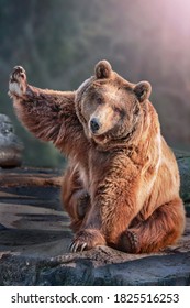 big brown bear sitting and waving - Shutterstock ID 1825516253