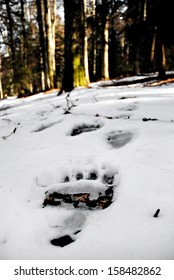 Big Brown Bear Tracks In The Snow