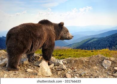 Big Brown Bear (Ursus Arctos) In The Mountain