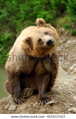 Similar – Brown Bear Adventure