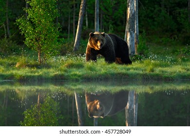 Big brown bear walking around lake in the morning light. Dangerous animal in the forest with reflection in the water. Wildlife scene from Europe.  - Shutterstock ID 457728049