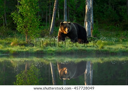Big brown bear walking around lake in the morning light. Dangerous animal in the forest with reflection in the water. Wildlife scene from Europe. 