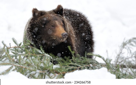 Big Brown Bear In Winter Forest