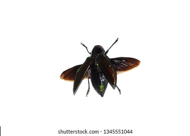 Big brown beetle, isolate on a white background, euchroma gigantea