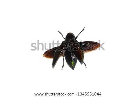 Big brown beetle, isolate on a white background, euchroma gigantea