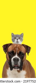 Big Brown Boxer Dog Holding Small British Shorthair Kitty On His Back In Front Of Yellow Background