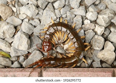 A Big Brown Centipede In Thailand
