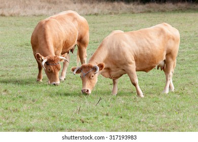 Big Brown Cows Grazing In The Meadow
