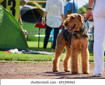 Big Brown Dog On Dog Show