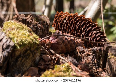 Big brown fir cones on the mossy ground of the forest