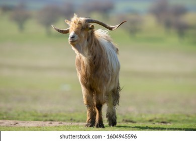 Big brown goat with big horn