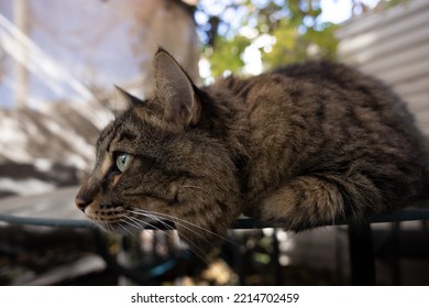 A Big Brown Hairy Cat  Posing On The Patio's Glass Table