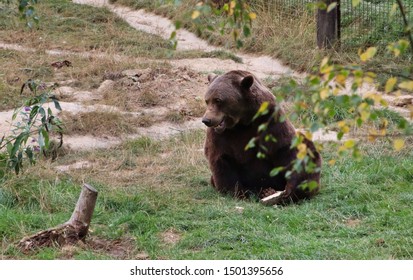 Big Brown Happy Playful Bears  - Shutterstock ID 1501395656