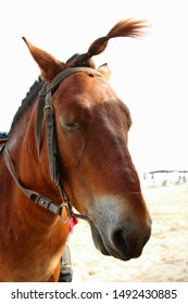 Big Brown Horse, Cute Braid