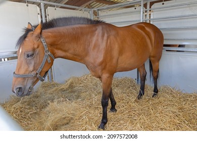 Big Brown Horse In Temporary Stable Structure