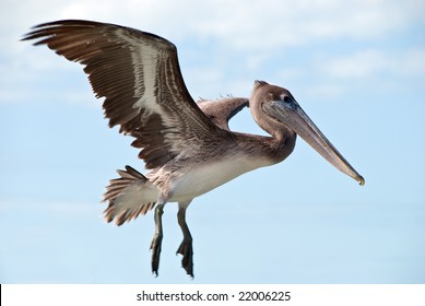 A Big Brown Pelican Flying