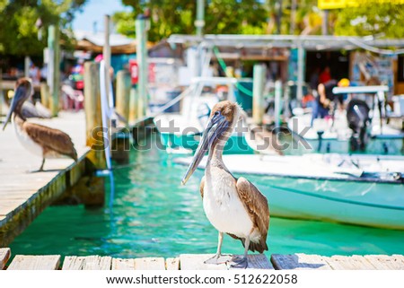 Big brown pelicans in port of Islamorada, Florida Keys. Waiting for fish at Robbie's Marina
