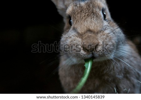 Similar – Rabbit eating flowers II