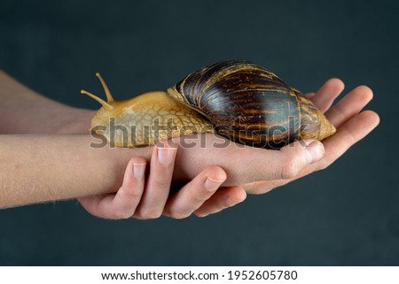 Big brown snail Achatina on hand. The African snail, which is grown at home as a pet, and also used in cometology. Animal side view on an isolated black background. Copy spase