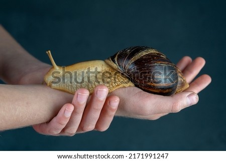 Big brown snail Achatina on hand. The African snail, which is grown at home as a pet, and also used in cometology. Animal side view on an isolated black background. Copy spase