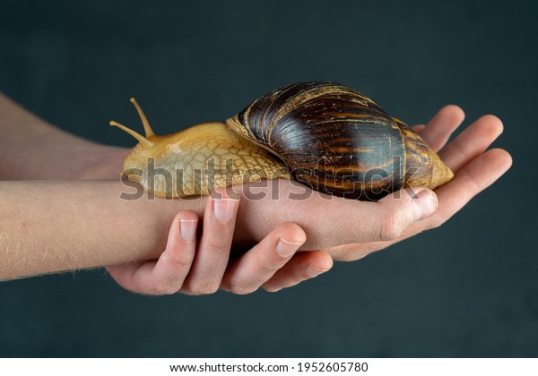 Big brown snail\
Achatina on hand. The African snail, which is grown at home as a\
pet, and also used in cometology. Animal side view on an isolated\
black background. Copy\
spase