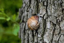 Big Brown Snail Living On A Tree In Summer
