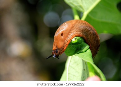 Big Brown Spanish Slug (arion Vulgaris) On A Grass , Close-up. Invasive Animal Species. Big Slimy Brown Snail Slugs Crawling In The Summer Garden