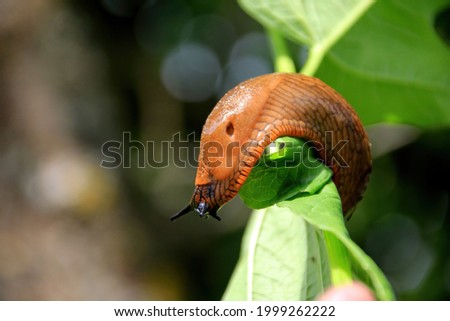 Big Brown Spanish slug (arion vulgaris) on a grass , Close-up. Invasive animal species. Big slimy brown snail slugs crawling in the summer garden