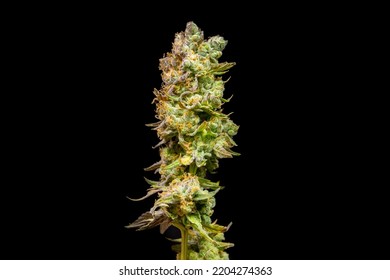 A Big Bud Of Cannabis Flower Dried On Black Background