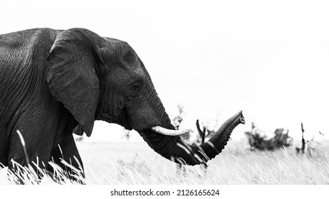 Big bull Elephant in black and white