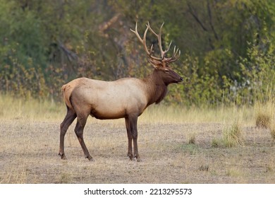 A Big Bull Elk In An Open Area Of A Forest In Western Montana.