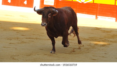 A Big Bull With Big Horns On Spanish Bullring