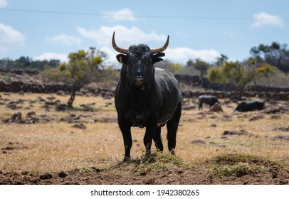 Big bull with big horns in spain - Shutterstock ID 1942380265