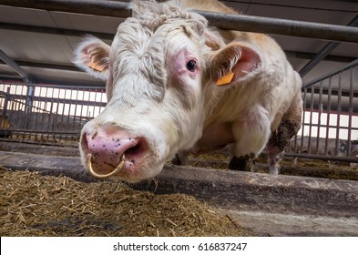 Big Bull With Nose Ring (Belgian Blue Bull)