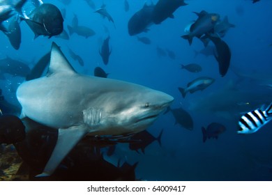 The big Bull shark from Pacific ocean at 30 meters depth