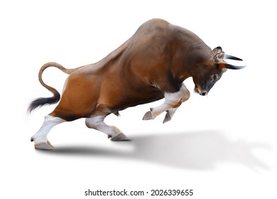 The Big bull young strong have muscle and sharp horn is goring stand. isolated on white background. This has clipping path.  The concepted of The rise of the stock market graph or bull market.