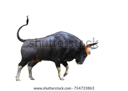 The Big bull young strong have muscle and sharp horn is goring stand. isolated on white background. This has clipping path.
