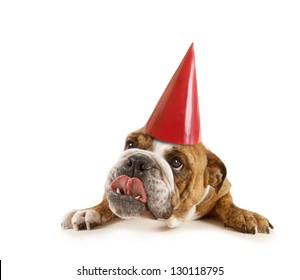 A Big Bulldog With A Birthday Hat On