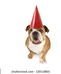 A Big Bulldog With A Birthday Hat On