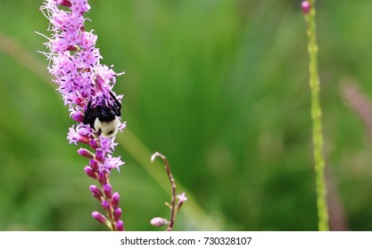 Big Bumble