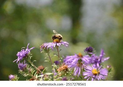 Big bumble bee pollinating aster - Powered by Shutterstock