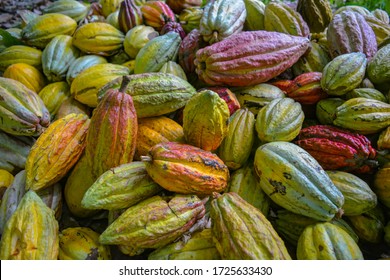 A big bunch of colorful cocoa pods. Criollo, Forastero, Trinitario, different types of cocoa beans just harvested from african tree. Hundreds of exotic ripened fruits ready for making dark chocolate
