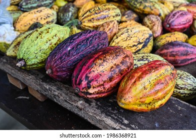A big bunch of colorful cocoa pods. Criollo, Forastero, Trinitario, different types of cocoa beans just harvested from cocoa tree. Hundreds of exotic ripened fruits ready for making dark chocolate