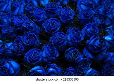 Big bunch of multiple blue roses. (Could be used as a texture background)