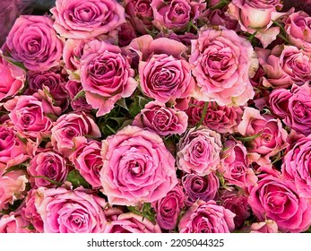 Big Bunch Of Multiple Pink Roses From Top