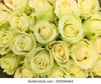 Big Bunch Of Multiple Yellow Roses From Top