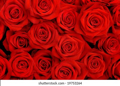 Big Bunch Of Red Roses